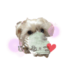 愛犬ときどき愛猫（個別スタンプ：29）