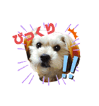 愛犬ときどき愛猫（個別スタンプ：30）