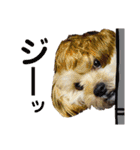 愛犬ときどき愛猫（個別スタンプ：31）