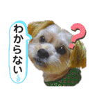 愛犬ときどき愛猫（個別スタンプ：32）