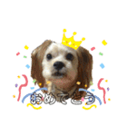 愛犬ときどき愛猫（個別スタンプ：34）