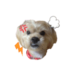 愛犬ときどき愛猫（個別スタンプ：36）