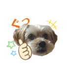 愛犬ときどき愛猫（個別スタンプ：37）