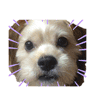 愛犬ときどき愛猫（個別スタンプ：39）