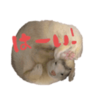 とろもちスタンプ（個別スタンプ：4）