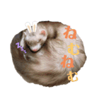 とろもちスタンプ（個別スタンプ：6）
