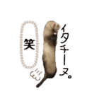 とろもちスタンプ（個別スタンプ：11）