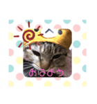 猫のしーさん（個別スタンプ：1）