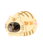 猫のしーさん（個別スタンプ：2）