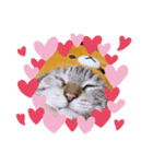 猫のしーさん（個別スタンプ：3）