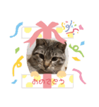 猫のしーさん（個別スタンプ：7）