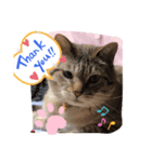 猫のしーさん（個別スタンプ：8）