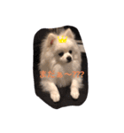 かわいいY（個別スタンプ：1）