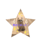 かわいいY（個別スタンプ：4）