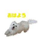 ウエストハイランドホワイトテリア（個別スタンプ：2）