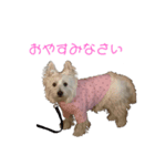 ウエストハイランドホワイトテリア（個別スタンプ：4）
