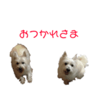 ウエストハイランドホワイトテリア（個別スタンプ：6）
