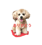 ビションプーのぽん吉スタンプ（個別スタンプ：6）