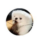 犬 好きのためのスタンプ  ペキニーズ（個別スタンプ：1）