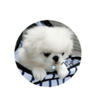 犬 好きのためのスタンプ  ペキニーズ（個別スタンプ：2）