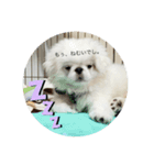 犬 好きのためのスタンプ  ペキニーズ（個別スタンプ：3）