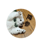 犬 好きのためのスタンプ  ペキニーズ（個別スタンプ：5）