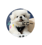 犬 好きのためのスタンプ  ペキニーズ（個別スタンプ：7）