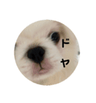 犬 好きのためのスタンプ  ペキニーズ（個別スタンプ：8）