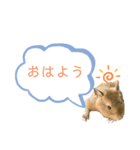 デグーの『まるちゃん』あいさつスタンプ（個別スタンプ：2）