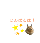 デグーの『まるちゃん』あいさつスタンプ（個別スタンプ：4）