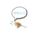 デグーの『まるちゃん』あいさつスタンプ（個別スタンプ：6）