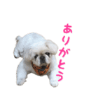 ペキニーズ ひめ＆さくら（個別スタンプ：1）