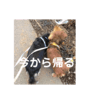 ぽけわんた（個別スタンプ：5）