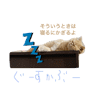コロンのぽっちゃりスタンプ（個別スタンプ：1）
