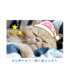 コロンのぽっちゃりスタンプ（個別スタンプ：3）