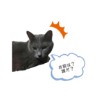 可愛いmy cat（個別スタンプ：3）