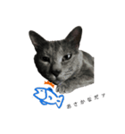 可愛いmy cat（個別スタンプ：5）