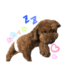 I am toypoodle！（個別スタンプ：1）