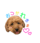 I am toypoodle！（個別スタンプ：2）