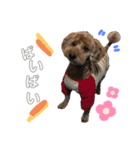 I am toypoodle！（個別スタンプ：3）