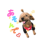 I am toypoodle！（個別スタンプ：4）