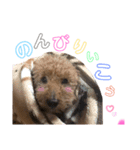 I am toypoodle！（個別スタンプ：6）