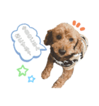 I am toypoodle！（個別スタンプ：7）