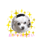 チャコビィ5（個別スタンプ：1）