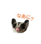 モモンガのことちゃん（個別スタンプ：1）