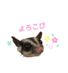 モモンガのことちゃん（個別スタンプ：3）