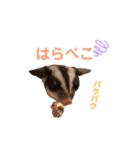 モモンガのことちゃん（個別スタンプ：5）