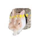 うさぎの虎太郎くん♡（個別スタンプ：3）