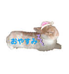 うさぎの虎太郎くん♡（個別スタンプ：5）