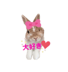 うさぎの虎太郎くん♡（個別スタンプ：8）